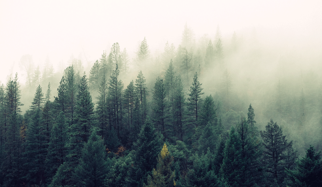 La libertà di scegliere il verde!