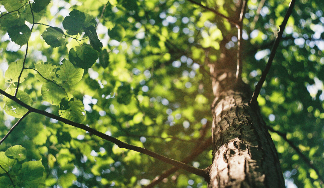 Givi Italia contribuisce alla lotta contro i cambiamenti climatici: la certificazione Aticelca e il progetto Treedom