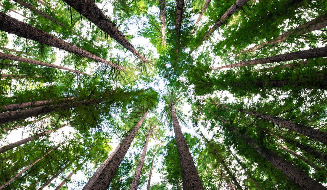 Cambiamenti climatici: cosa possiamo fare?